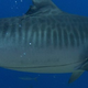 A shark embedded with a fish hook, along with a trailing fish line.